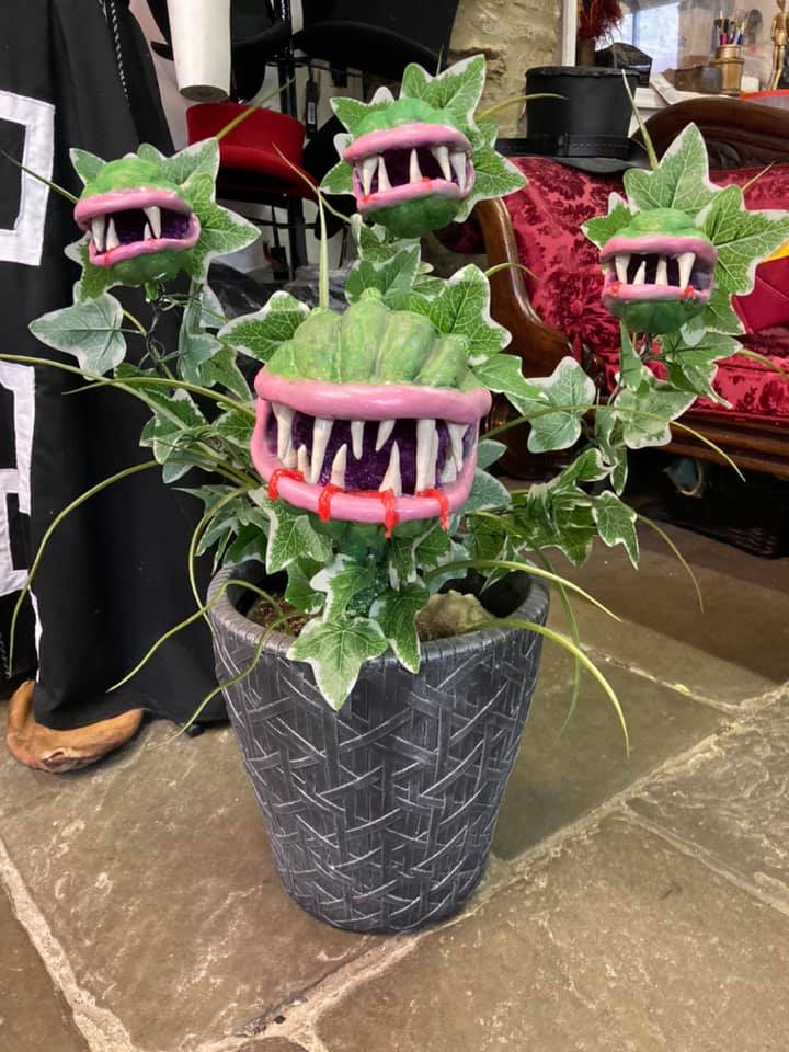 Venus Enchanté Designed Plant