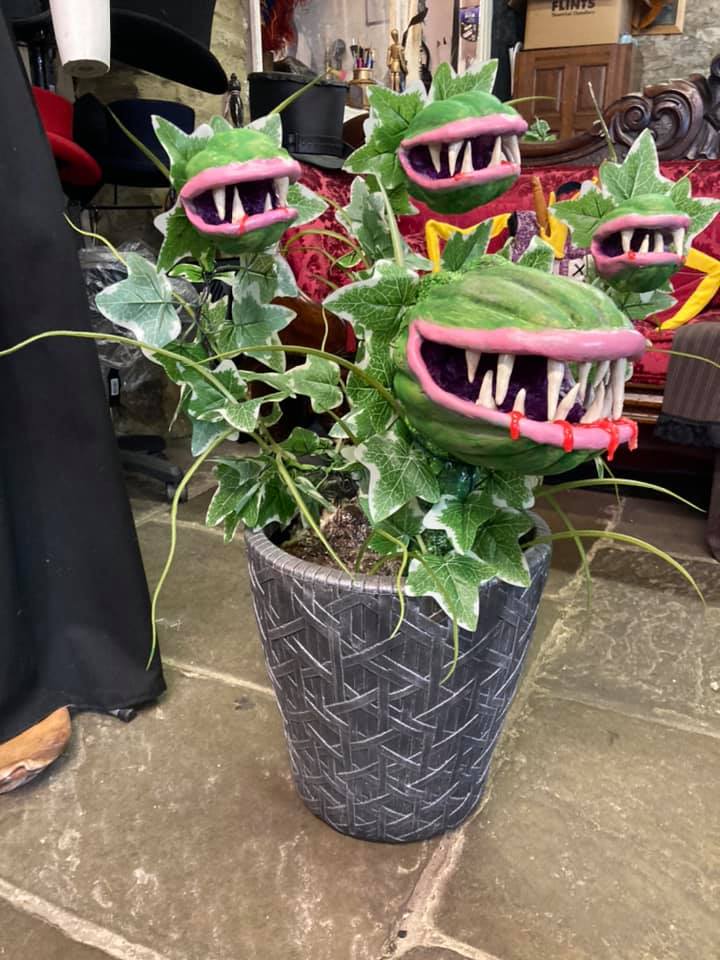 Venus Enchanté Designed Plant