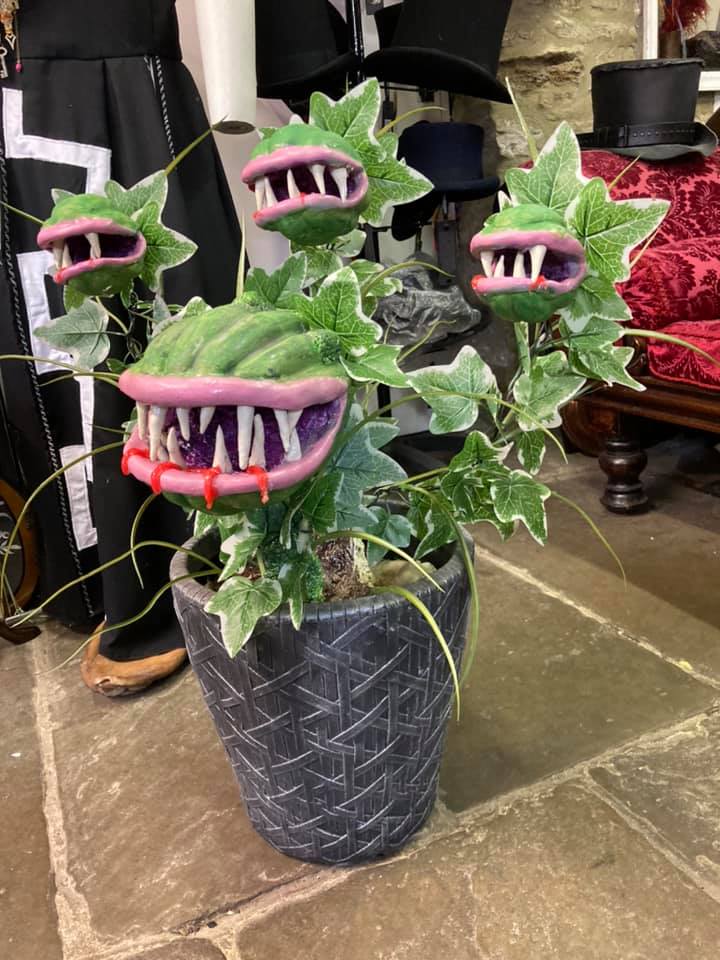 Venus Enchanté Designed Plant